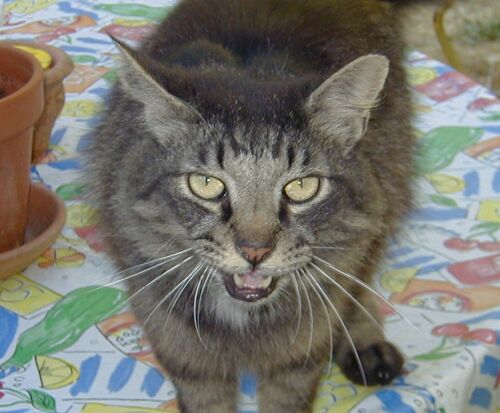 Fat cat