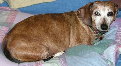 another dog