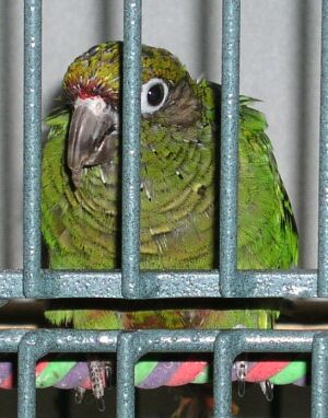 my bird