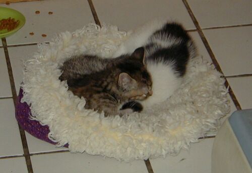 2 kittens