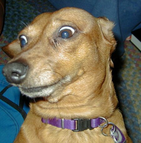 ANOTHER dog