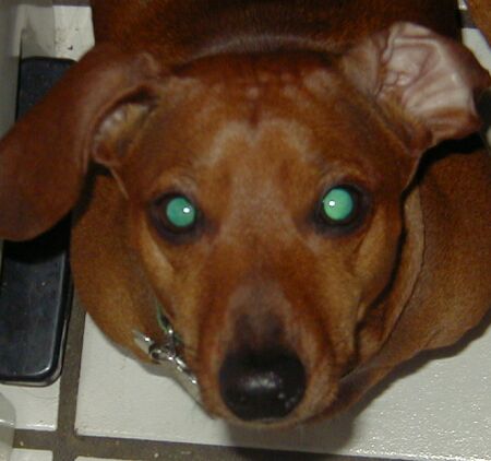 my dog, peanut